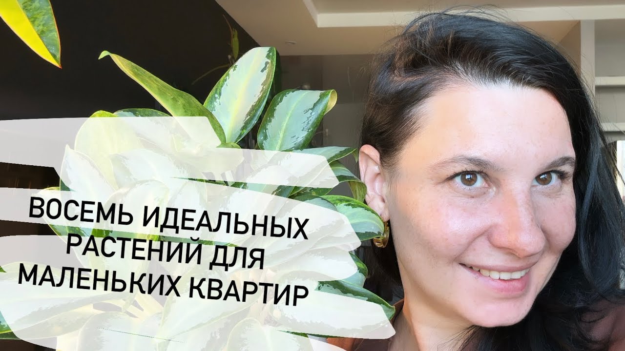 Восемь идеальных комнатных растений для маленьких квартир