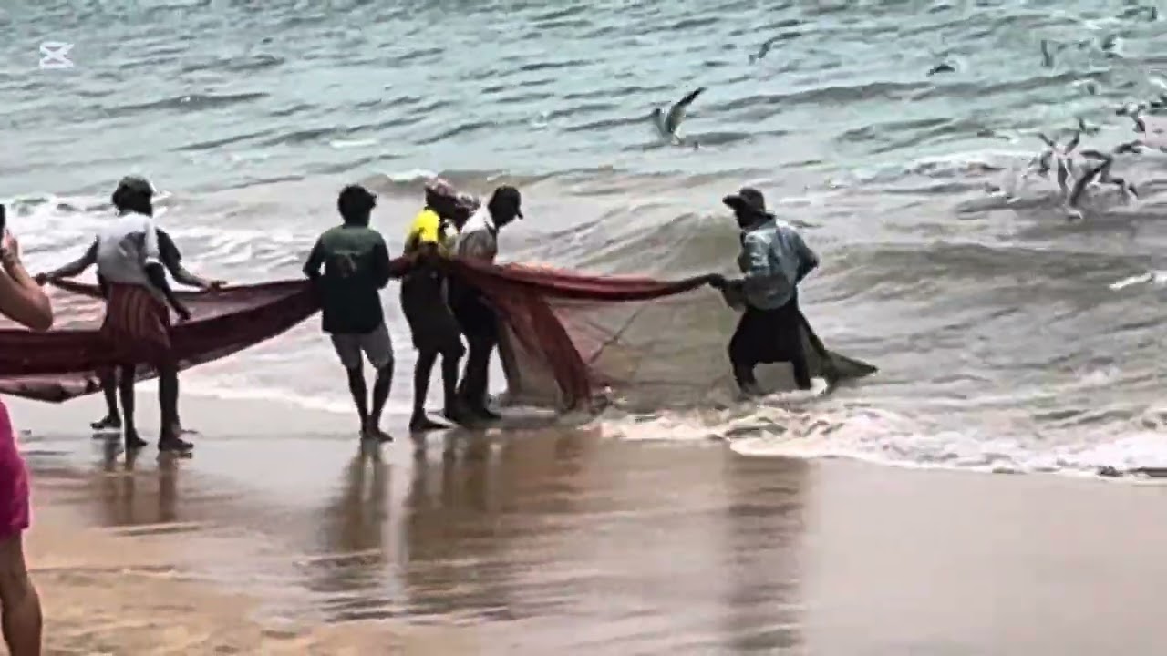 Fishing Industry in Sri lanka 🇱🇰 l #fishing #srilanka #harbour #fishingnet