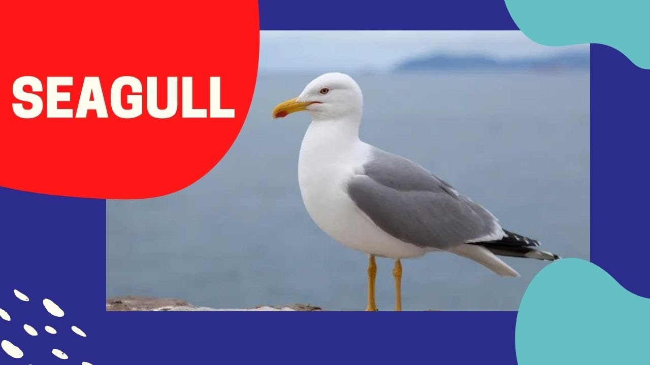 Seagull Sound (Seagull Voice, Seagull Call, Seagull Audio)