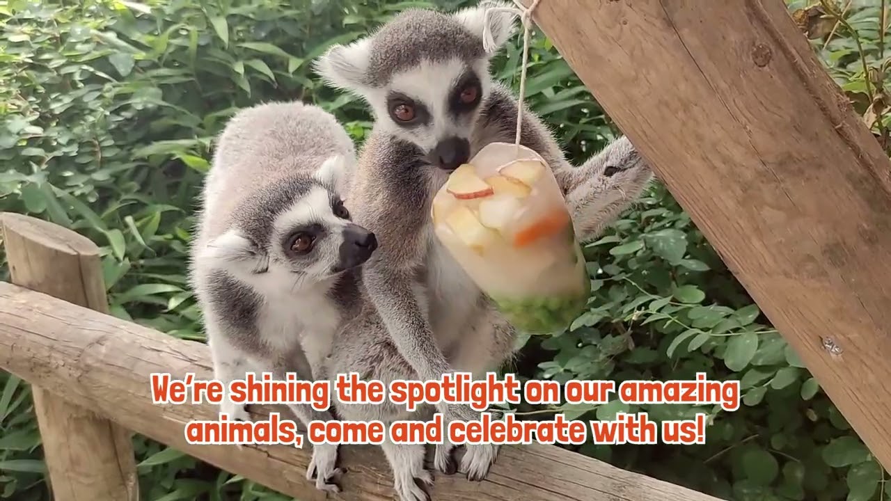 Summer of Celebrations at Dudley Zoo & Castle