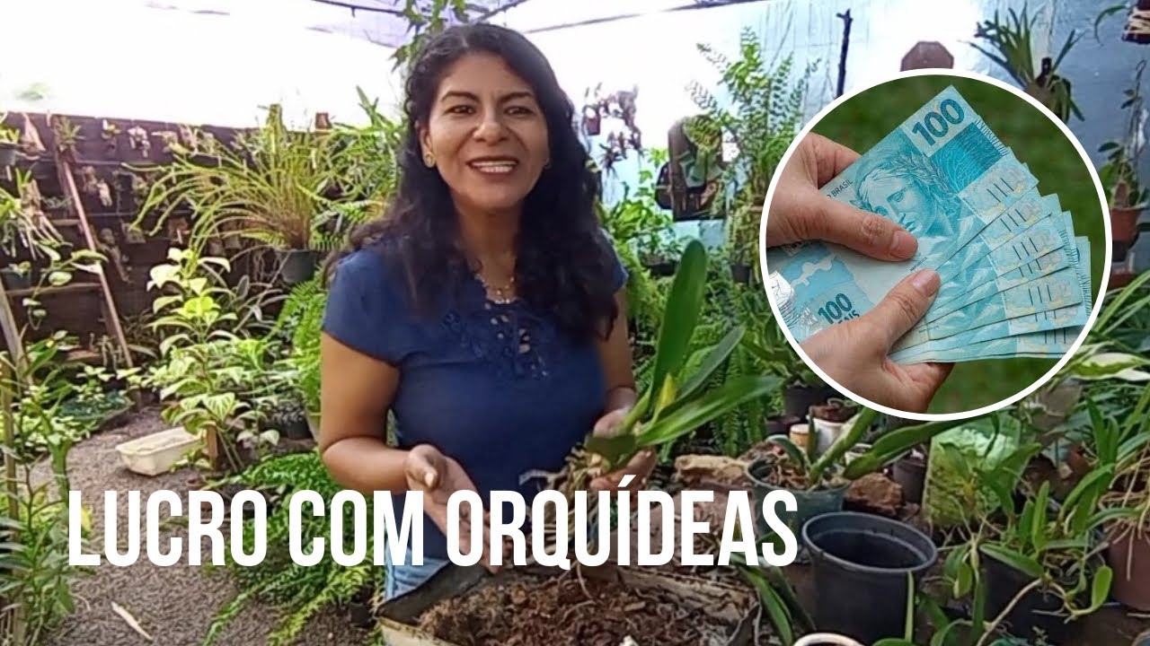 Negócio Lucrativo com cultivo de orquídeas.