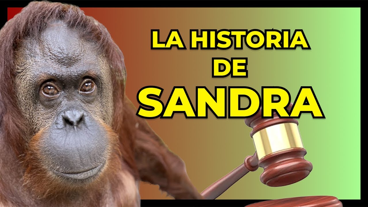 🐵 SANDRA: la orangutana que CAMBIÓ LA HISTORIA de los animales 💚
