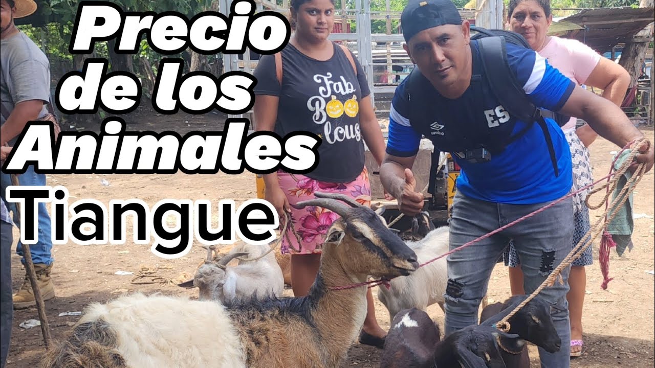 precio de los animales y PRECIO DE TODA CLACE DE ARTÍCULOS EN EL TIANGUE