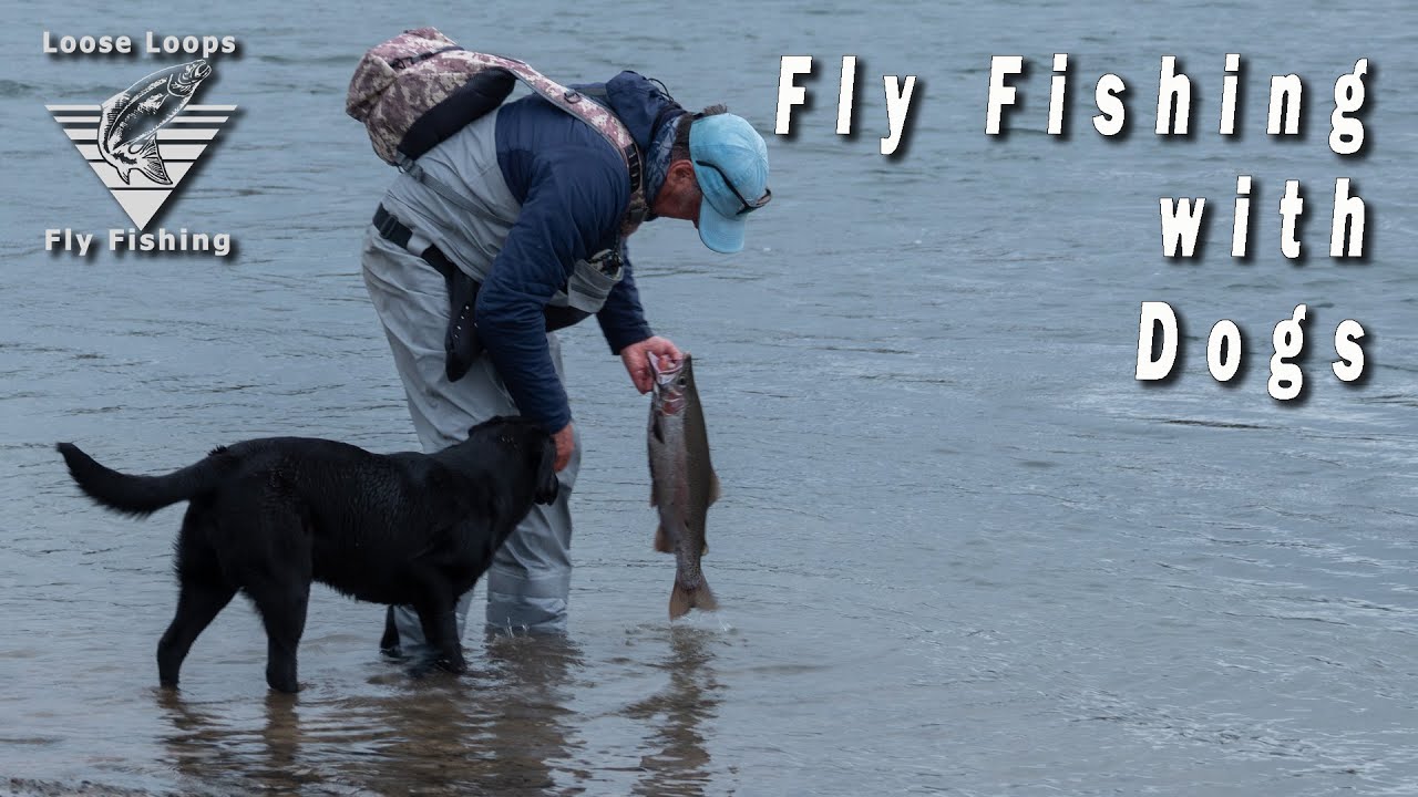 Fly Fishing with DOGS!