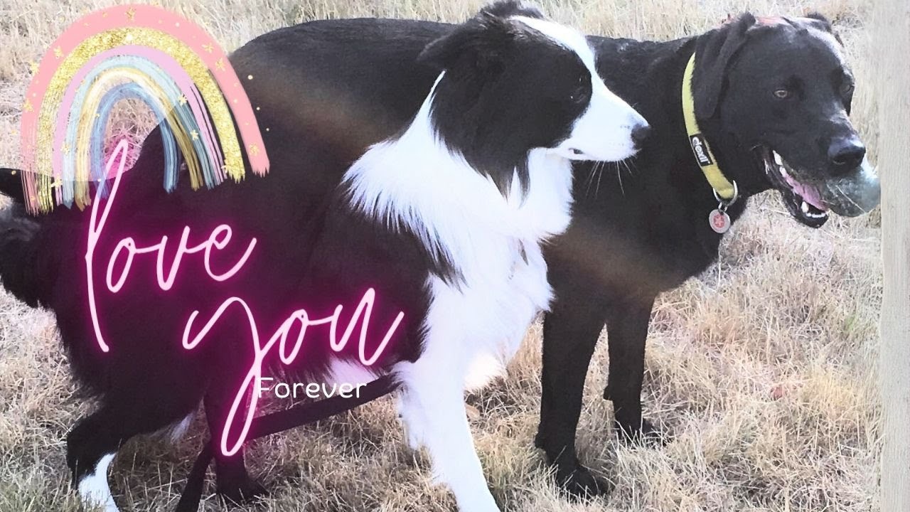 Meggy Moo the Collie and Percy The Labrador - One True Love Forever
