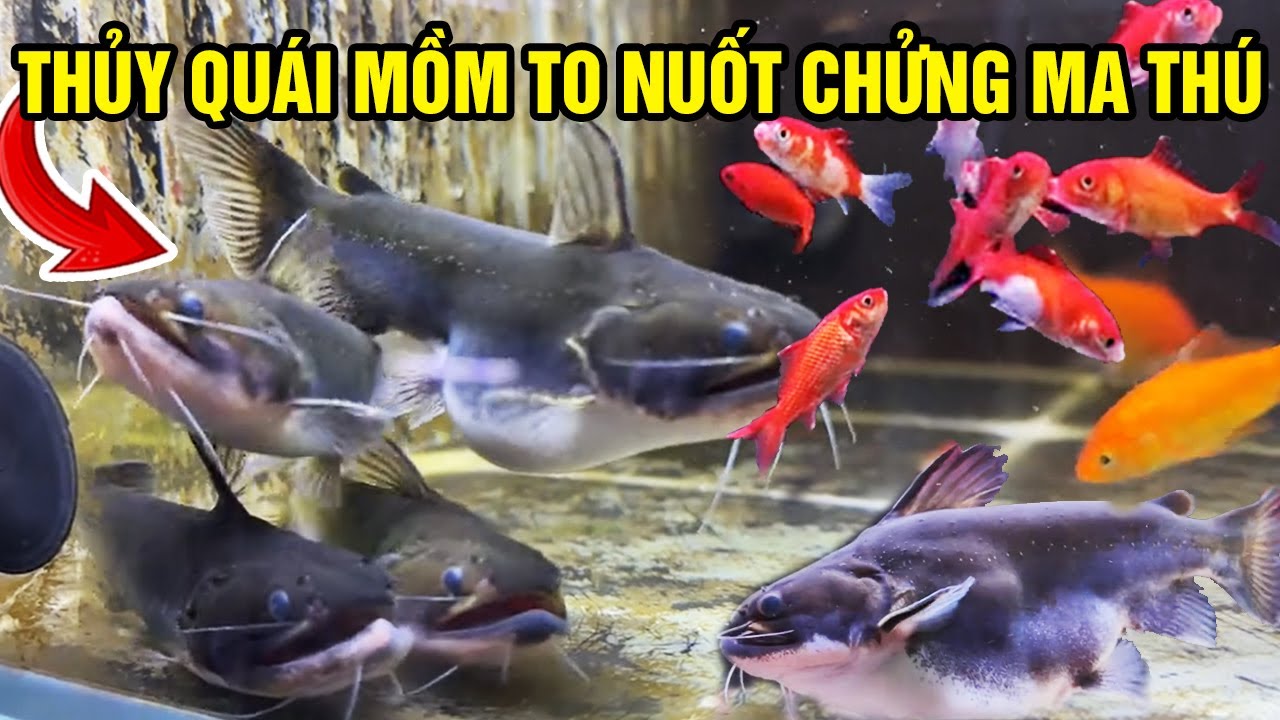 Review of Raising Big Mouth Monster Fish in a Glass Tank and the Unexpected Ending Part 2