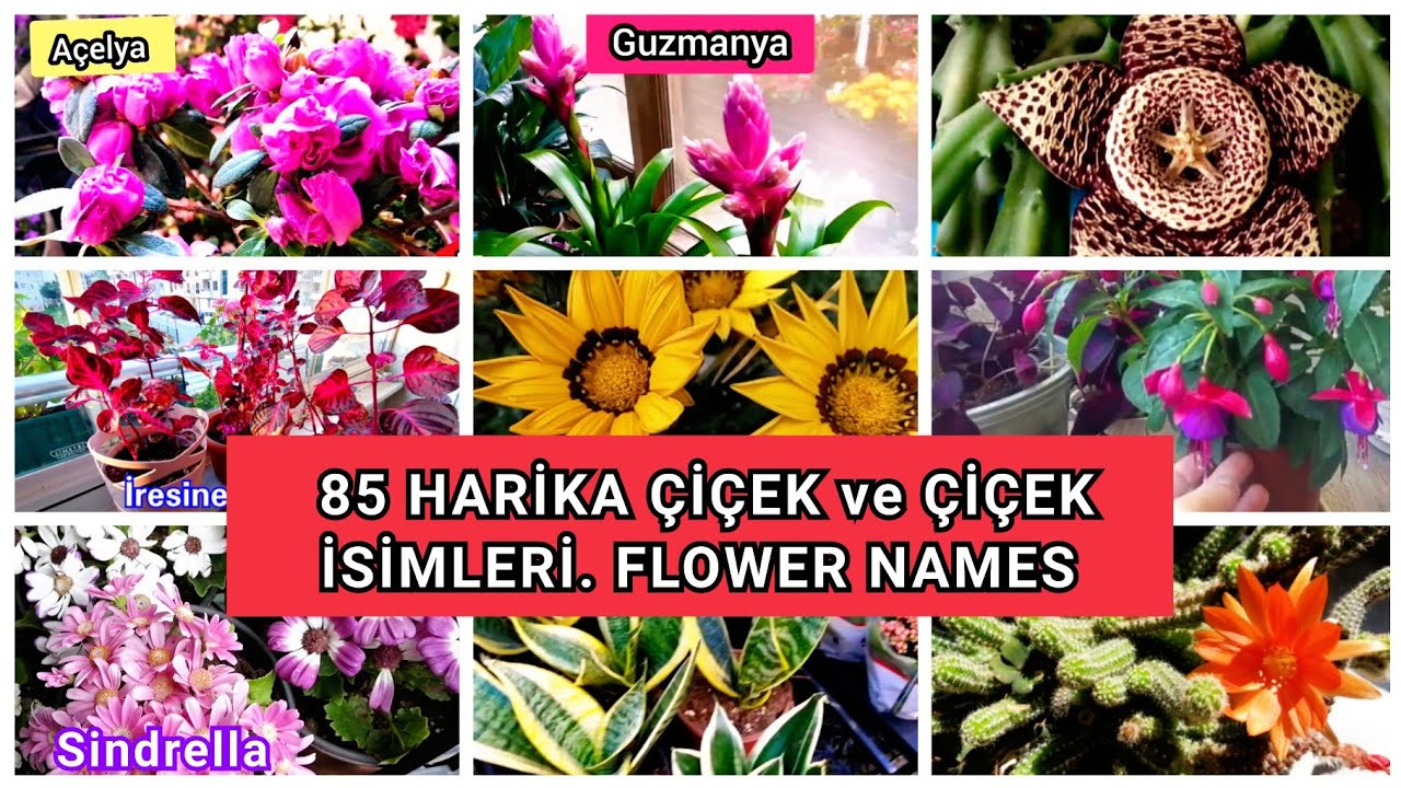 ÇİÇEK İSİMLERİ. 85 Harika Çiçek ve ÇİÇEK İSİMLERİ. Flower varieties and flower names