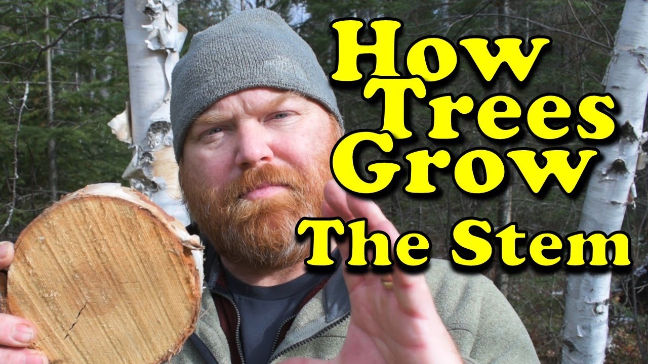 How Trees Grow - The Stem