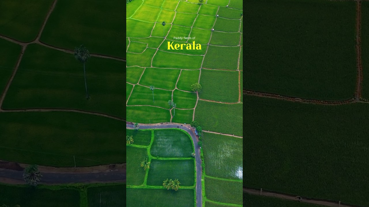 Paddy fields of palakkad #shortsvideo #travel #palakkad #paddy