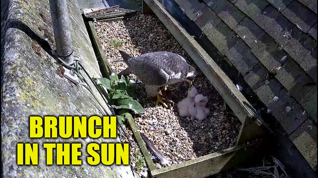 Brunch In The Sun - The St Albans Peregrine Falcons 2025