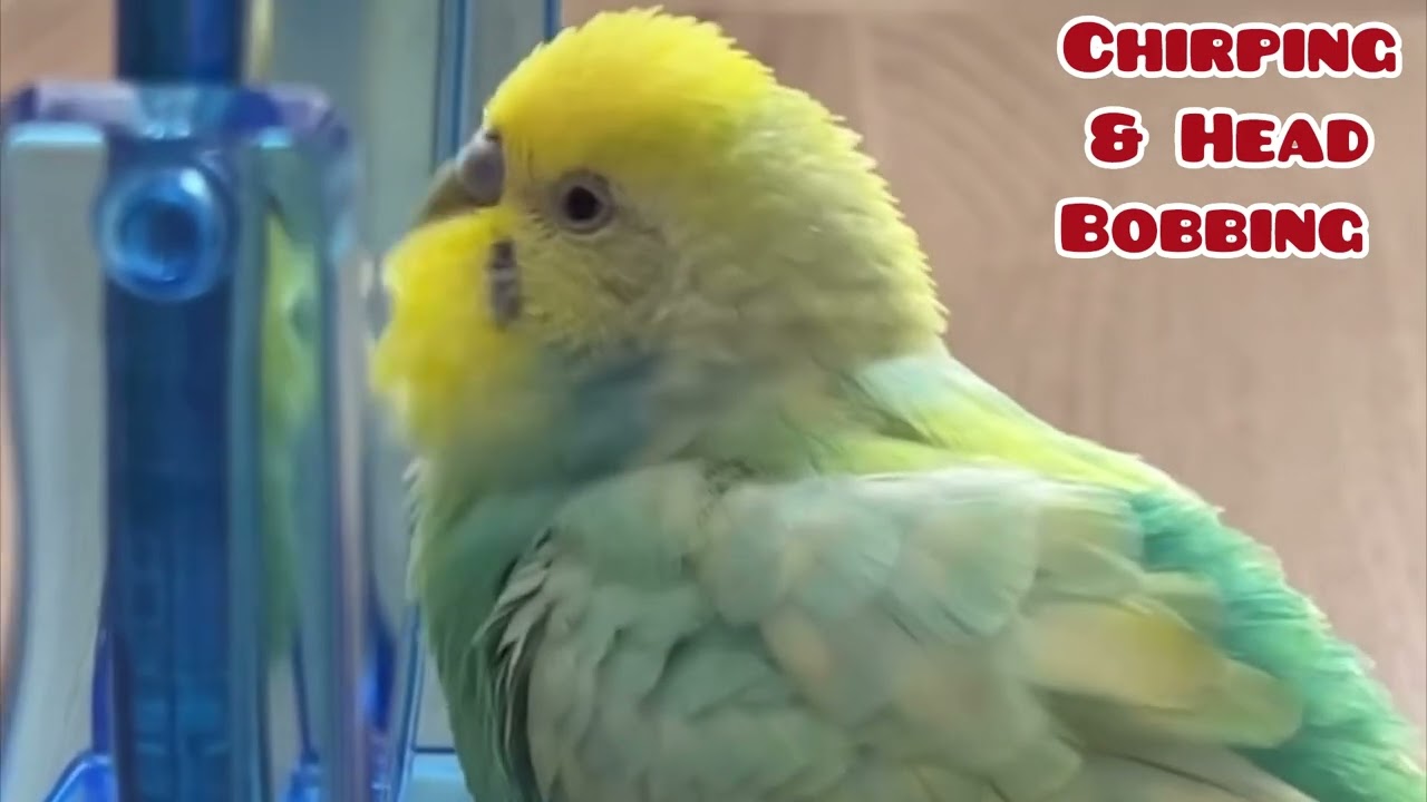 Budgie singing to mirror | Parakeet Sounds #birds #viral #parakeet #parrot #shorts