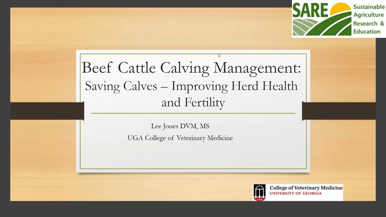 Calving Management and Cattle Vaccines