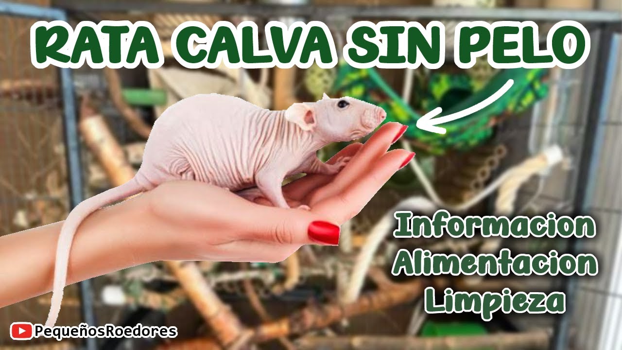 🐁 Alimentación y limpieza de la Rata sin pelo || Rata egipcia como mascota