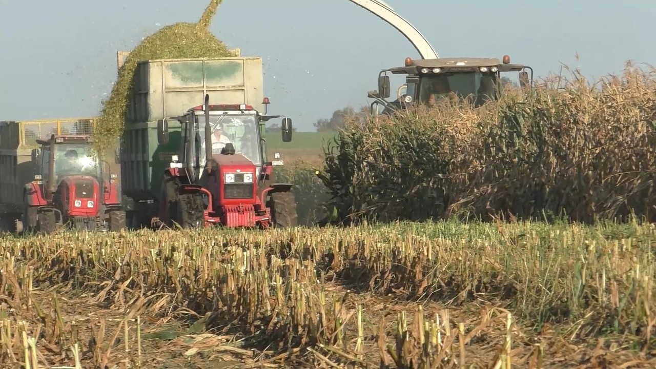 Силос 2025: CLAAS Jaguar 870 + МТЗ + МАЗ