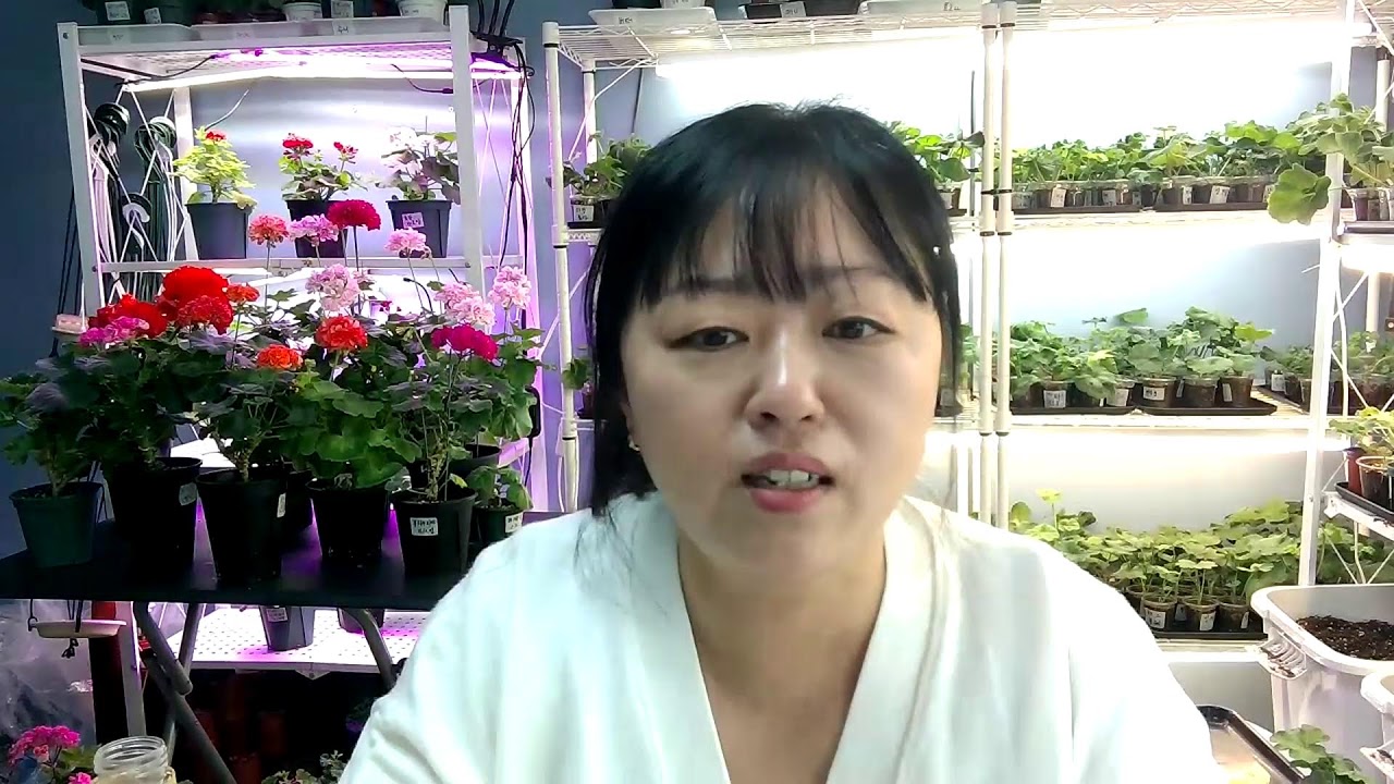 제라의 꿈 봄특가 다시 시작~!!