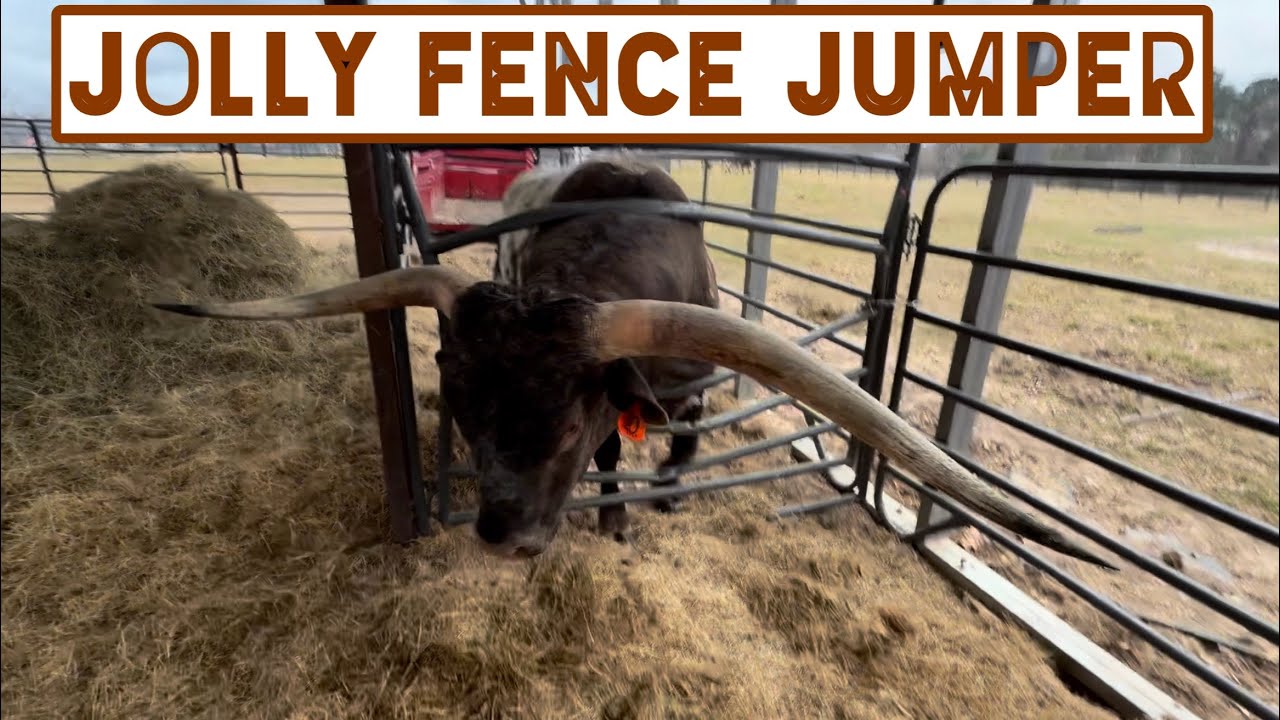 Jolly Destroys Everything! 