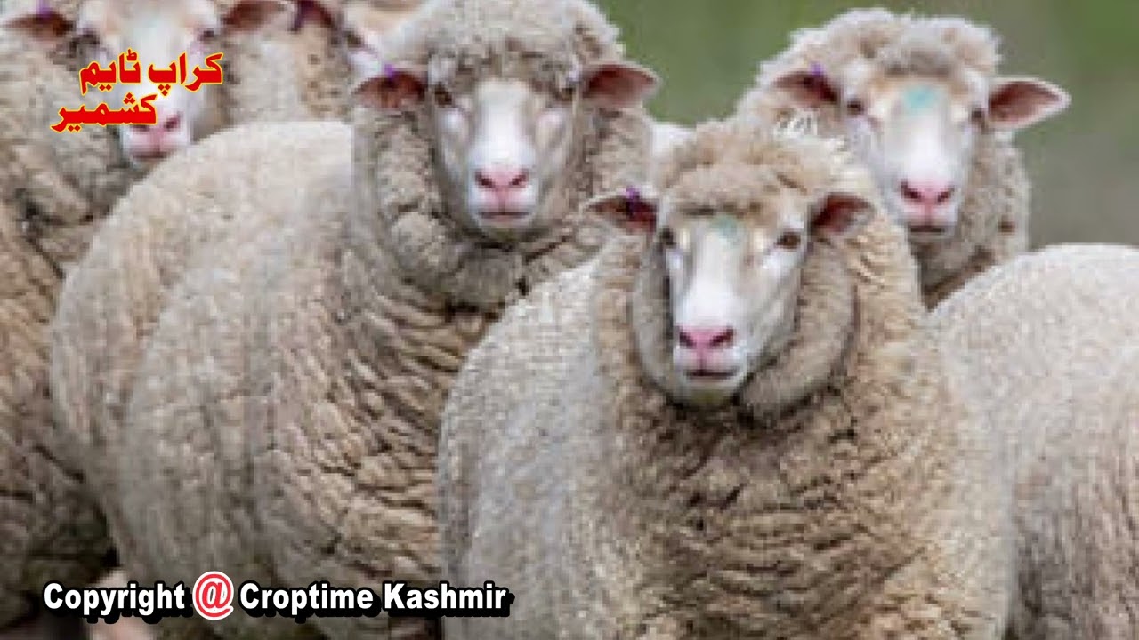 Croptime Kashmir ( Agriculture News )