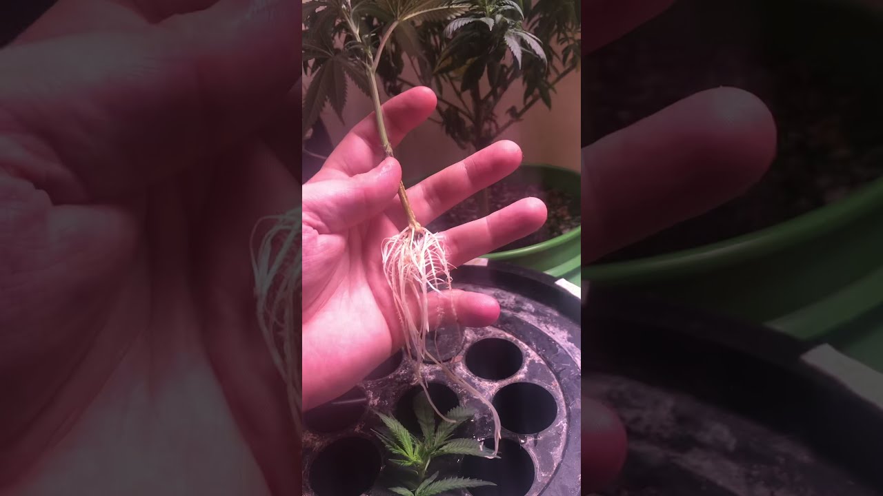 How To Make Clones With A 100% Success Rate!!!! Easy To Do!!!