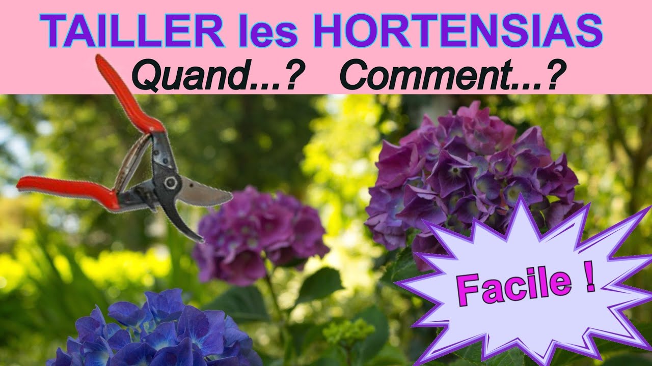 Hortensia, hydrangea macrophylla : quand et comment les tailler ?