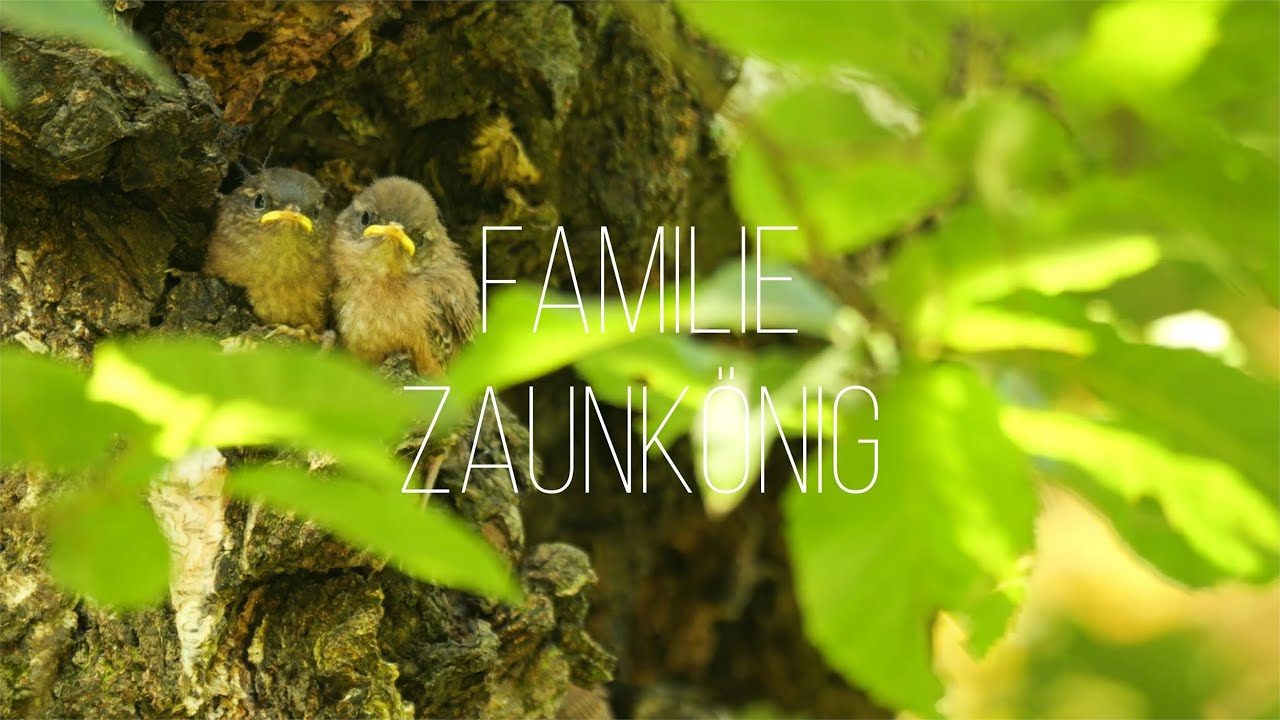 Lumix G9ii Zaunkönige hautnah, spannende Einblicke in die Fütterung der Jungvögel im Nest