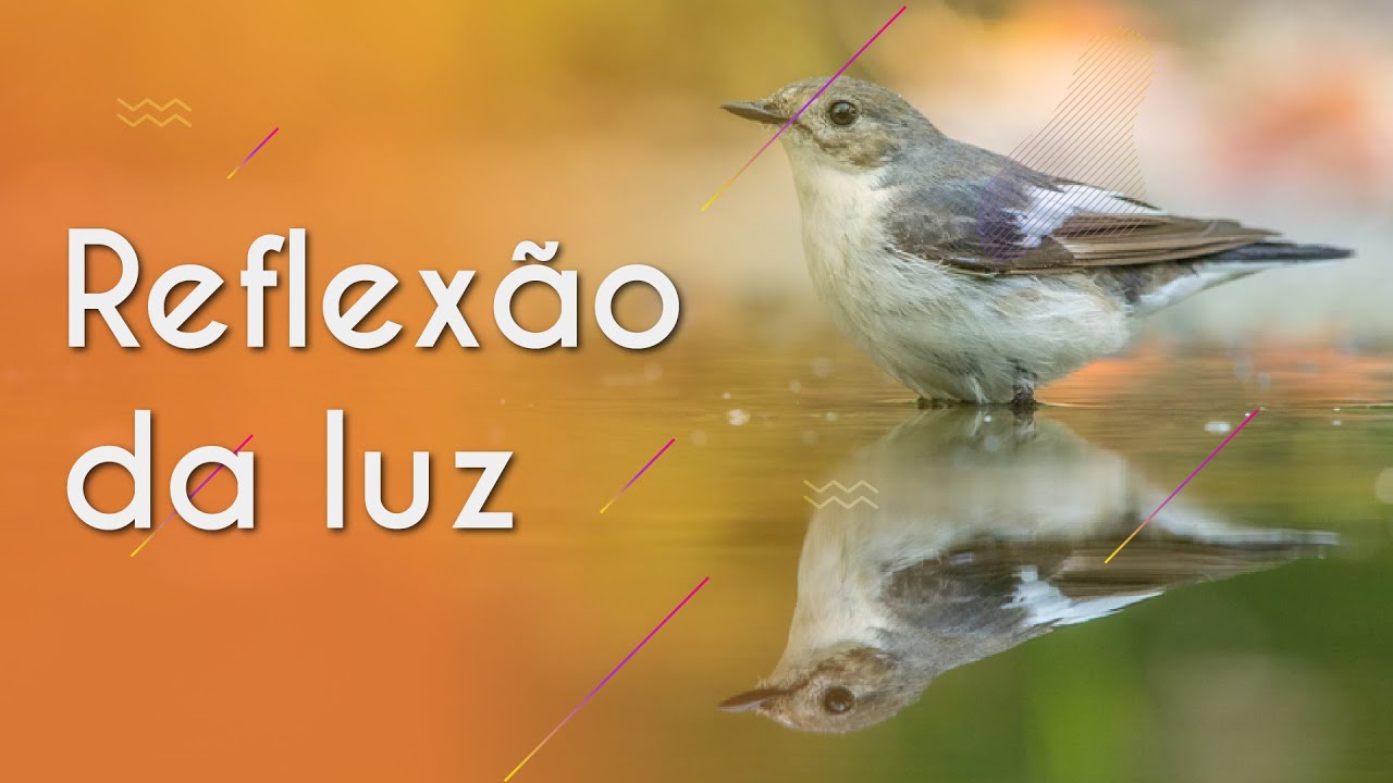 Reflexão da luz - Brasil Escola