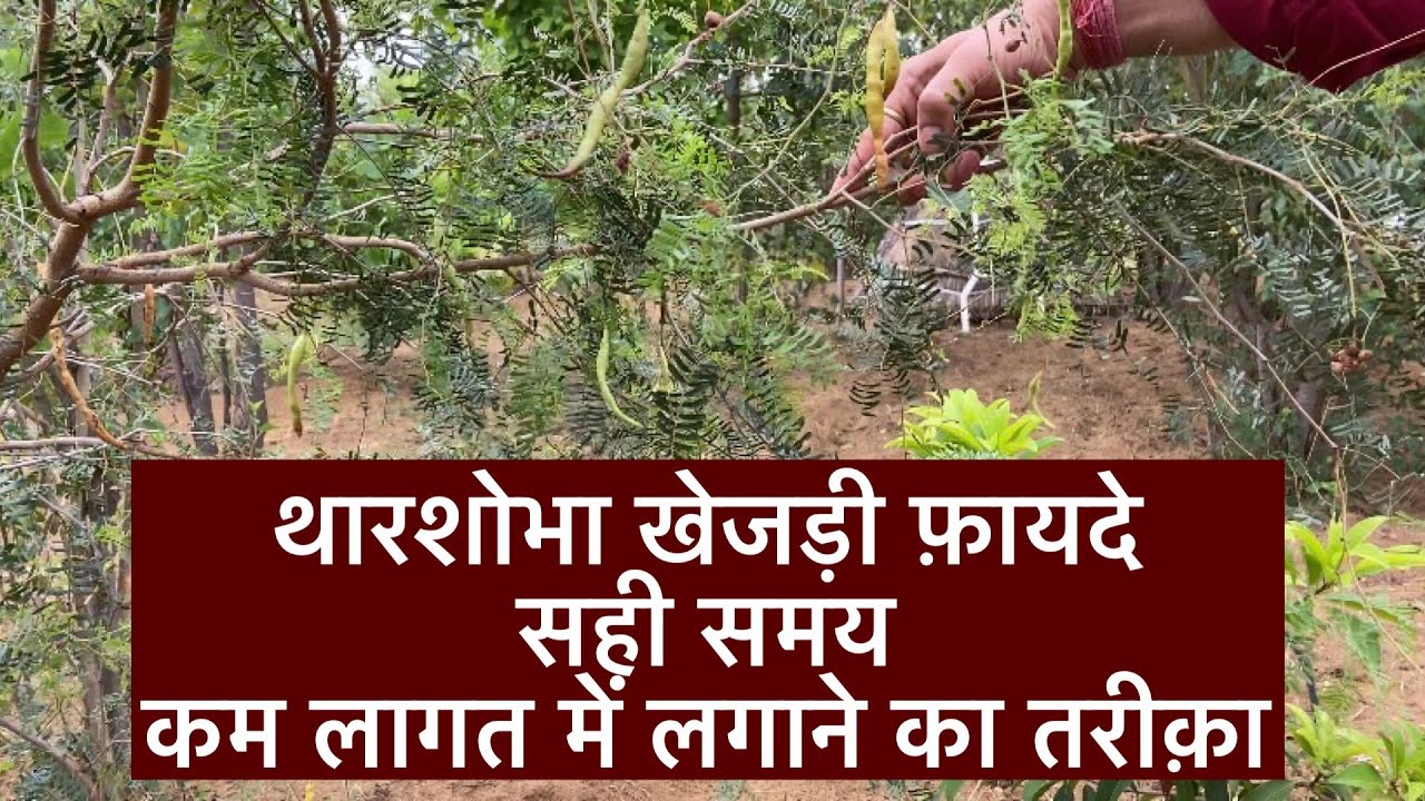 थारशोभा खेजड़ी लगाने का सही समय-तरीक़ा॥कम लागत में थारशोभा खेजड़ी कैसे लगायें॥थारशोभा खेजड़ी।drmanoj