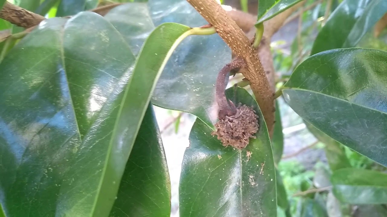 O que fazer para graviola segurar os frutos