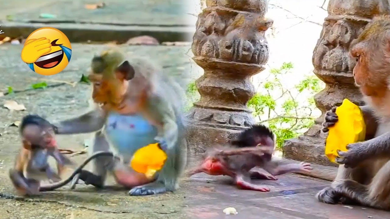 Baby monkey wants to eat but is brutally treated by mother monkey