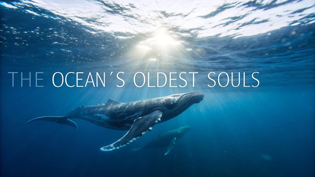 Whispers from the Source – The Ocean’s Oldest Souls