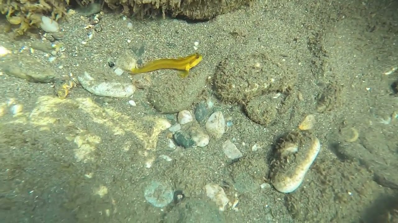 Parablennius pilicornis (G. Cuvier, 1829)