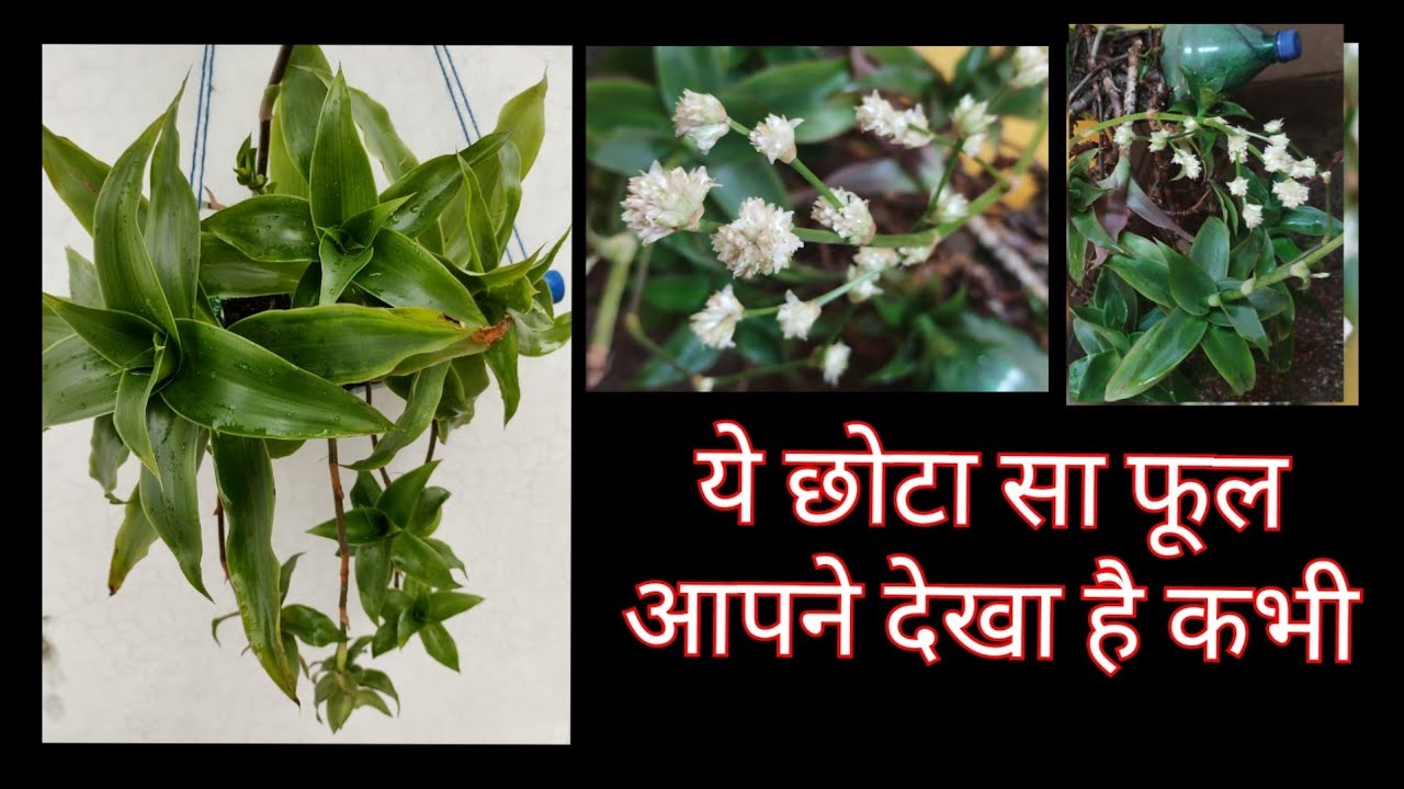 956:- Callisia Fragrans Flowers / Basket Plant Flowers / Inch Plant Flowers / Ground Orchid Flowers