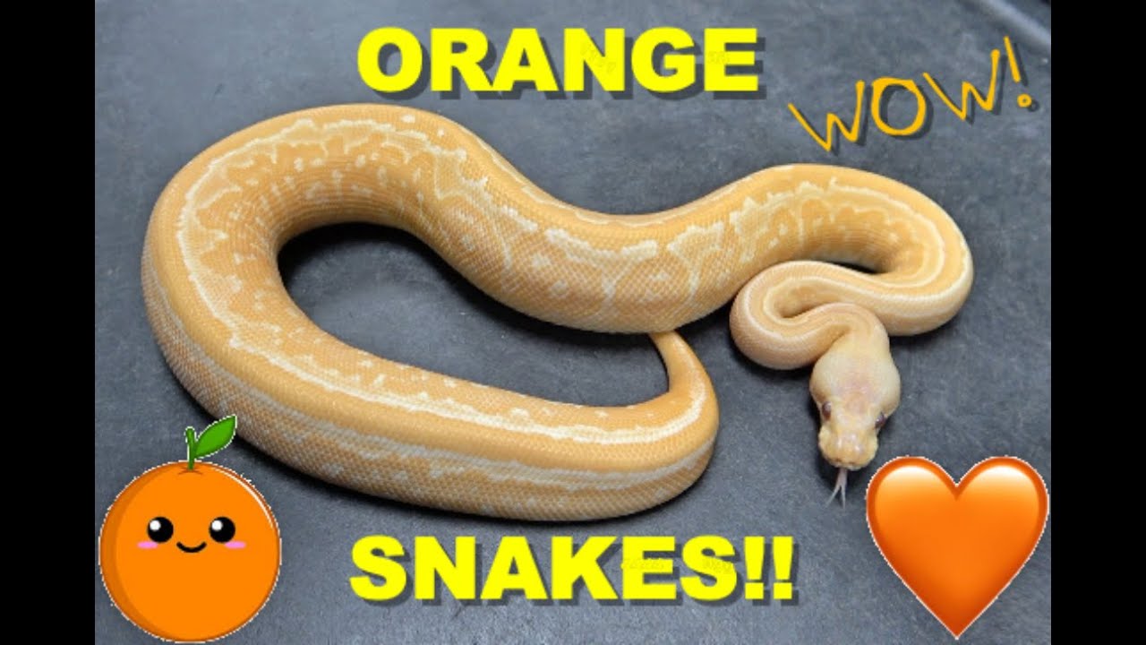 Sunset Orange Ball Pythons! Lavender Albinos And More!