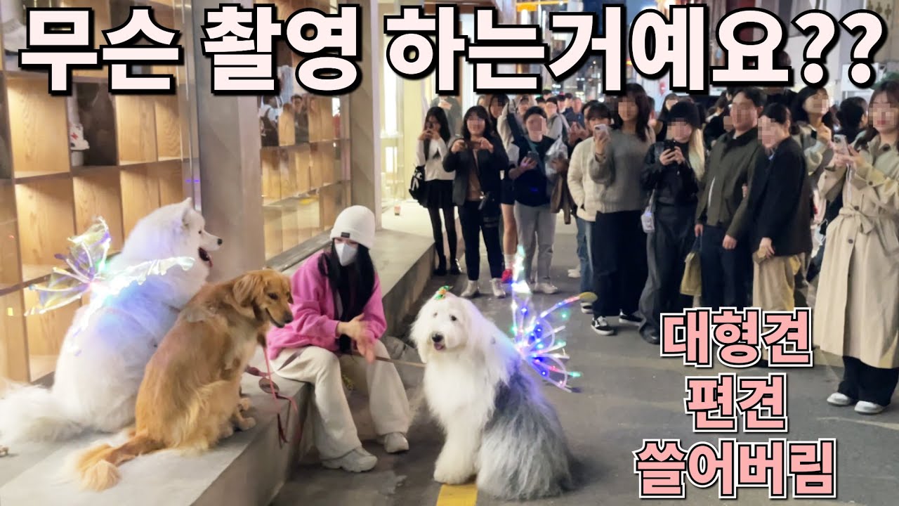 성수동 놀러가서 대형견 편견 다뿌시고 옴👊🏻성수 가면 생기는일?!