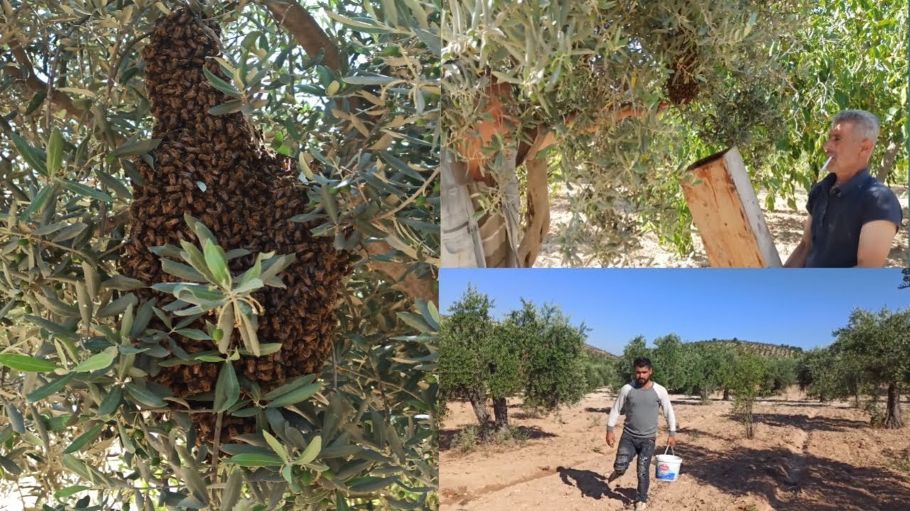 فلوق سقينا بستان الخضرة والفواكه/ولقينا خلية نحل العسل وجبناه عالبيت مع اجمل أجواء طبيعة ضيعتنا♥️🏞️