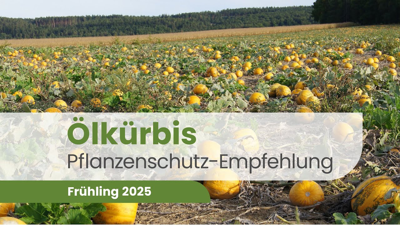 Pflanzenschutz im Ölkürbis: So sparst du über 170 Euro! | Ölkürbis 2025