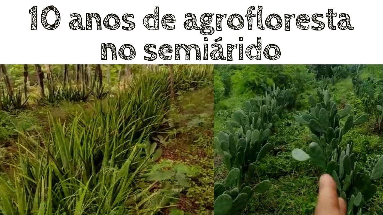 Agrofloresta no semiárido manejada há 10 anos.