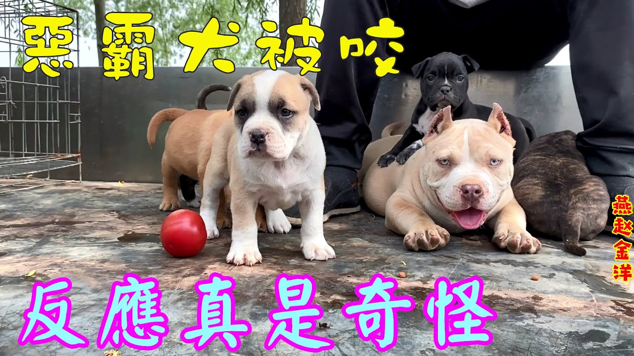 外表凶悍卻無比溫順的惡霸犬，被小奶狗咬一口反應真是奇怪
