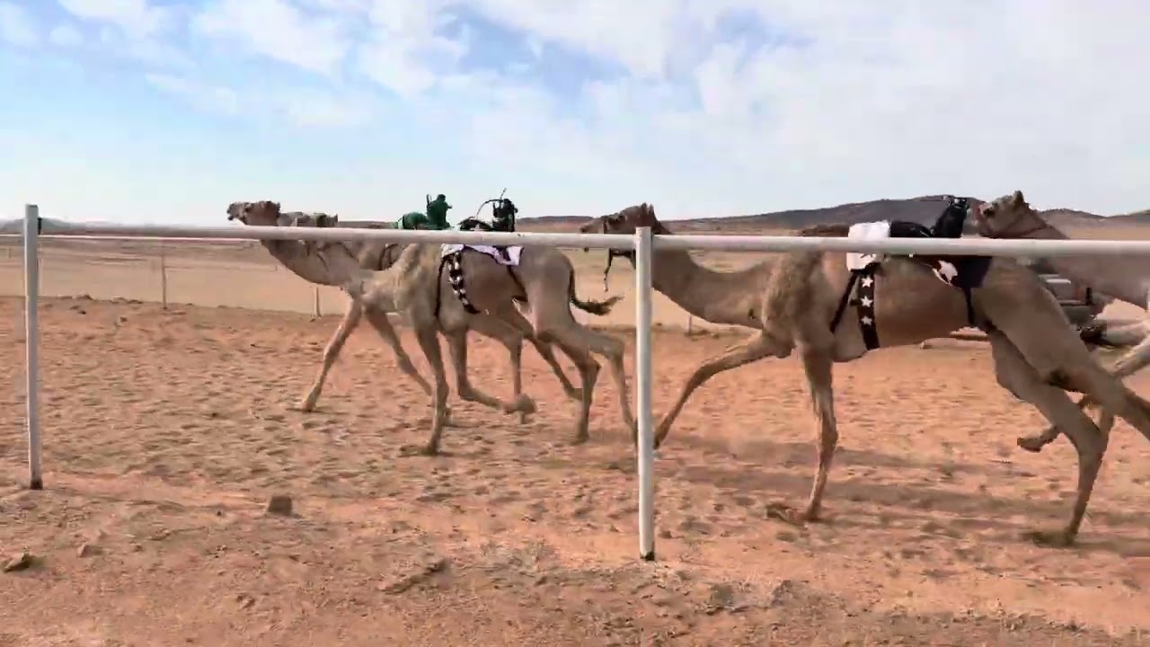 الشوط الرئيسي لقاياء قعدان (4كم ) مشاكس ل ياسر زيد العنزي