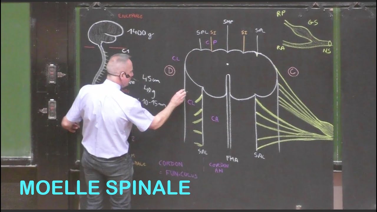 Anatomie de la moelle spinale (Neuroanatomie 1)