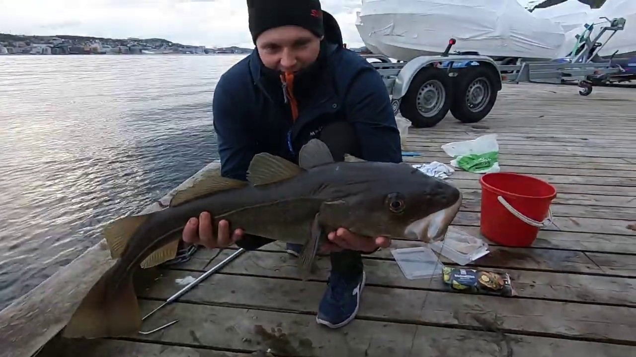 Wędkowanie w Norwegii - Tromso 06.06 2020 - nigdy nie złowiłem takiej ryby.