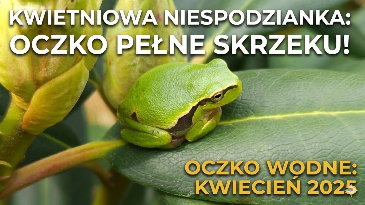 #93  Oczka wodne dla płazów- kwiecień 2025