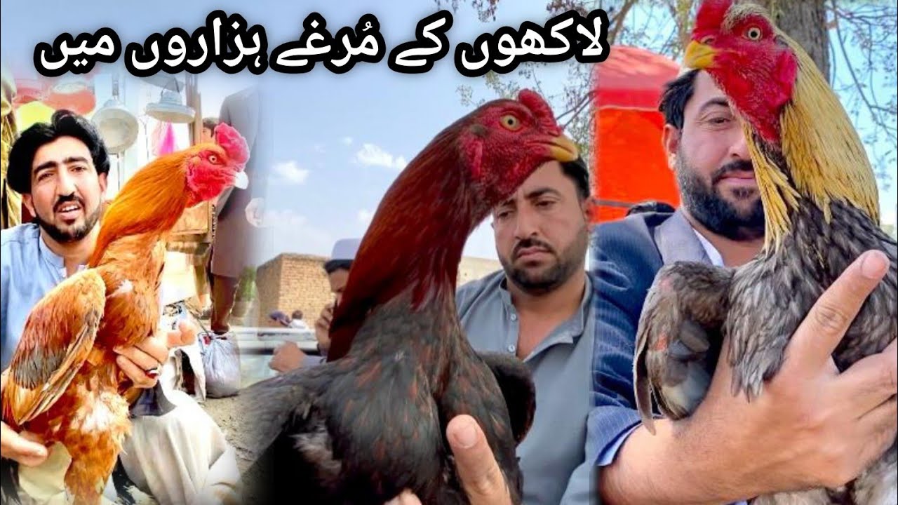 ASEEL murgon ki sasti mandi| laakho ke murge hazaro ma |Cheap rates 😱