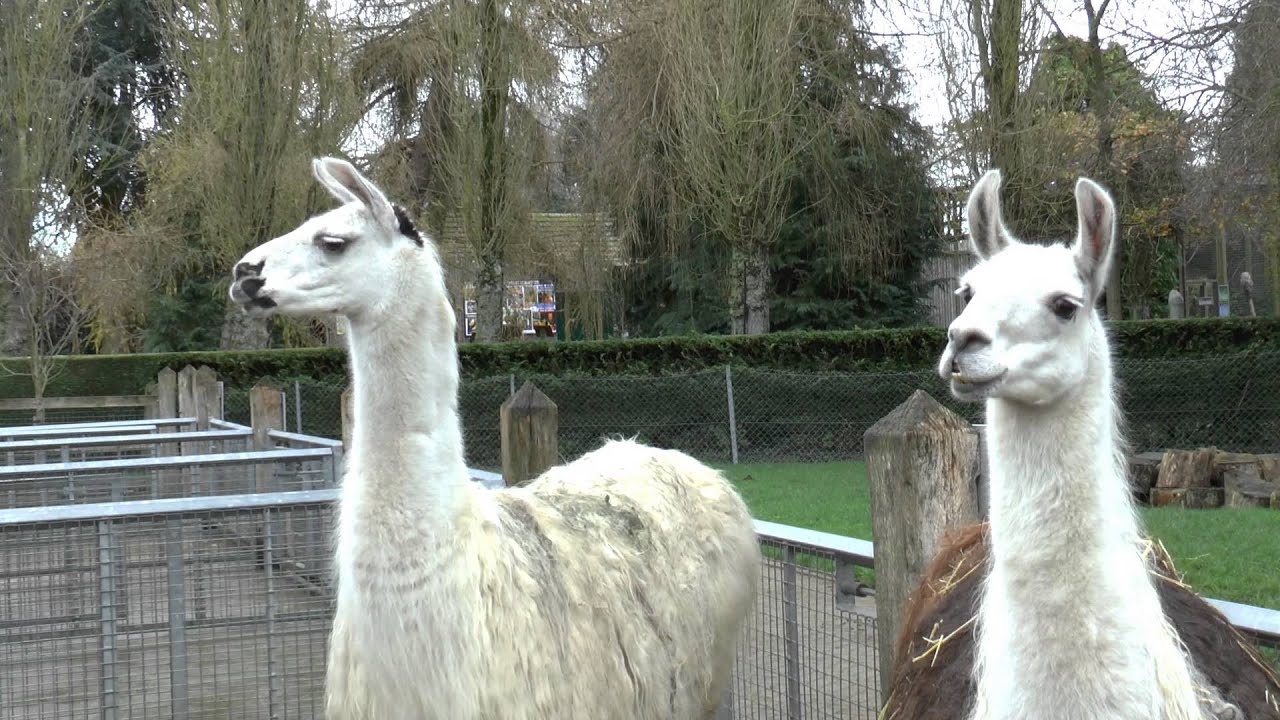 Banham Zoo Christmas 2015