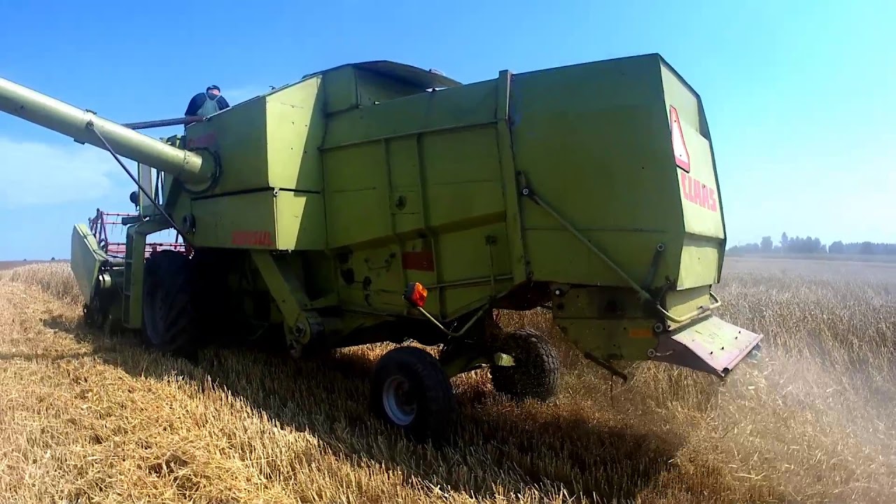 Żniwa 2019 pszenica i pszenżyto/CLAAS CONSUL| URSUS C-355|SANOL D-35|