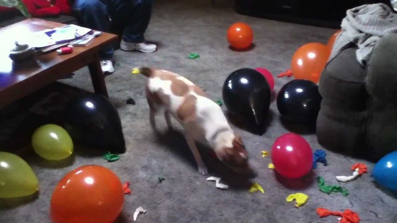 Jack Russel Dog Baloons