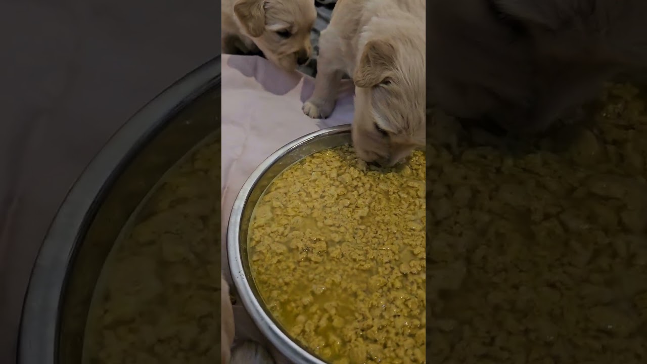 Heaven's puppies at 3 weeks