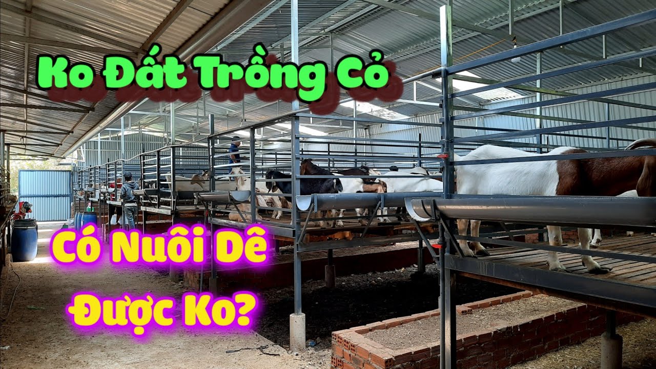 Mẹo làm chuồng nuôi dê rất hay mà bà con nên tham khảo | khởi nghiệp TV