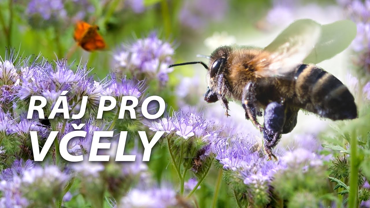 Medonosná směs - Ráj pro včely na vaší zahradě