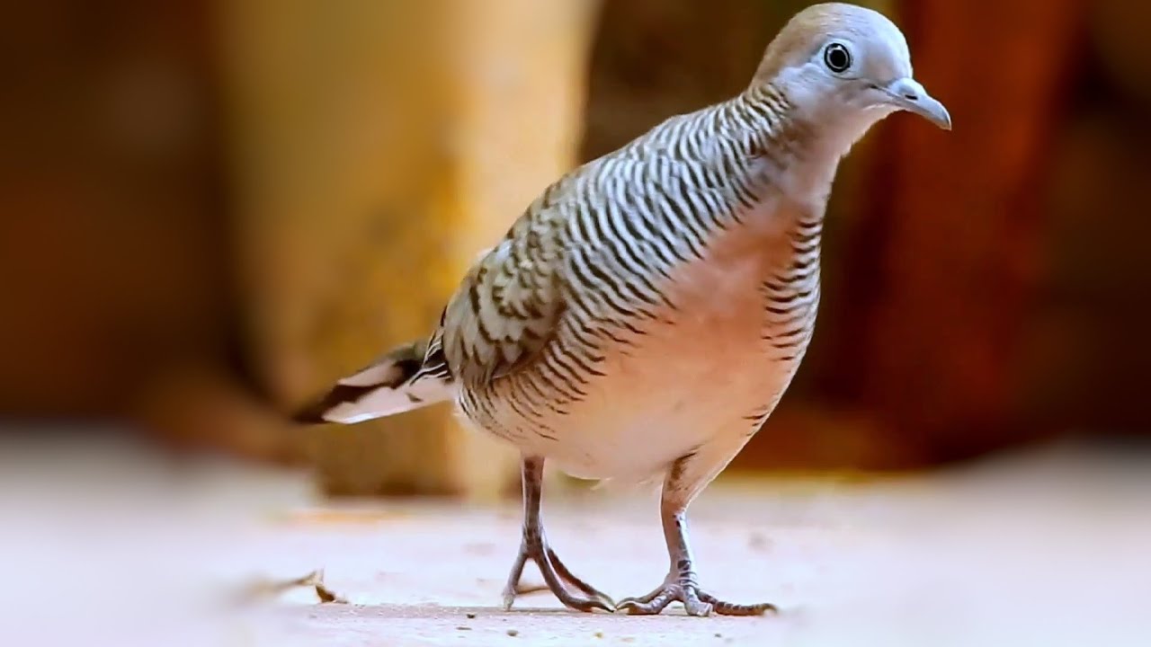 Zebras Dove Bird|Find Food Near My House