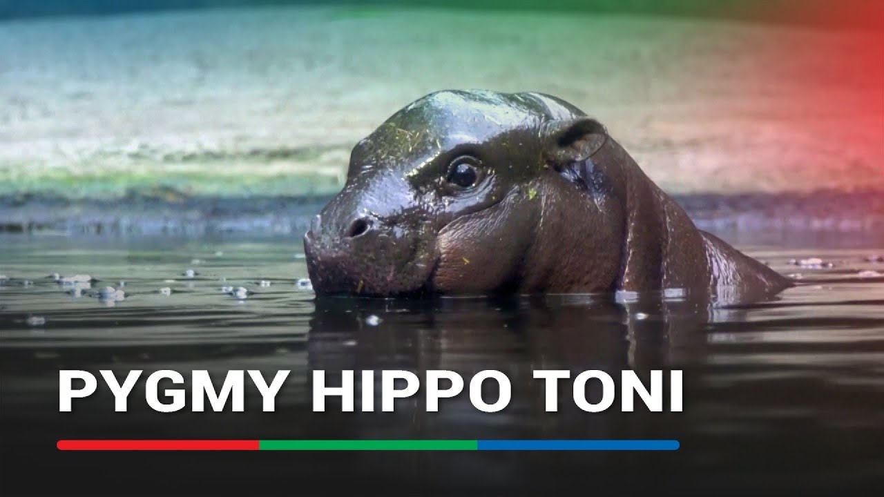 Pygmy hippo Toni explores Berlin Zoo pool | ABS-CBN News